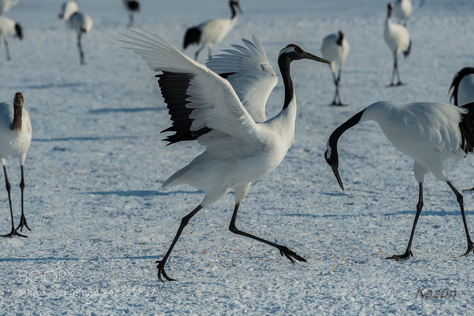 Nikon D5 sample photo. Walking~ photography