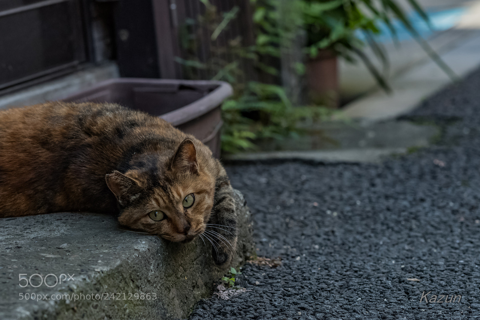 Nikon D5 sample photo. What's??? photography