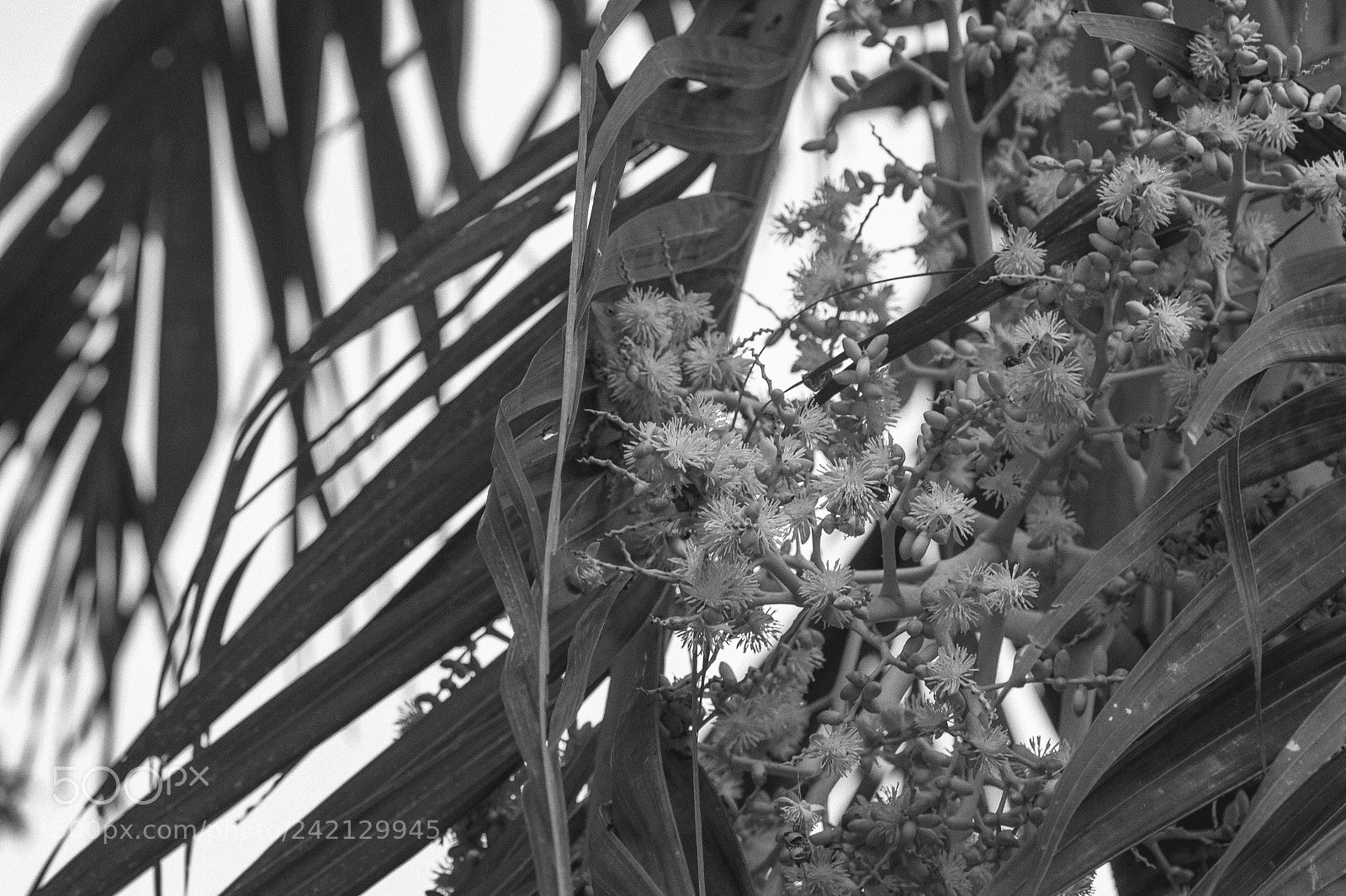 Canon EOS 400D (EOS Digital Rebel XTi / EOS Kiss Digital X) sample photo. Edited photography