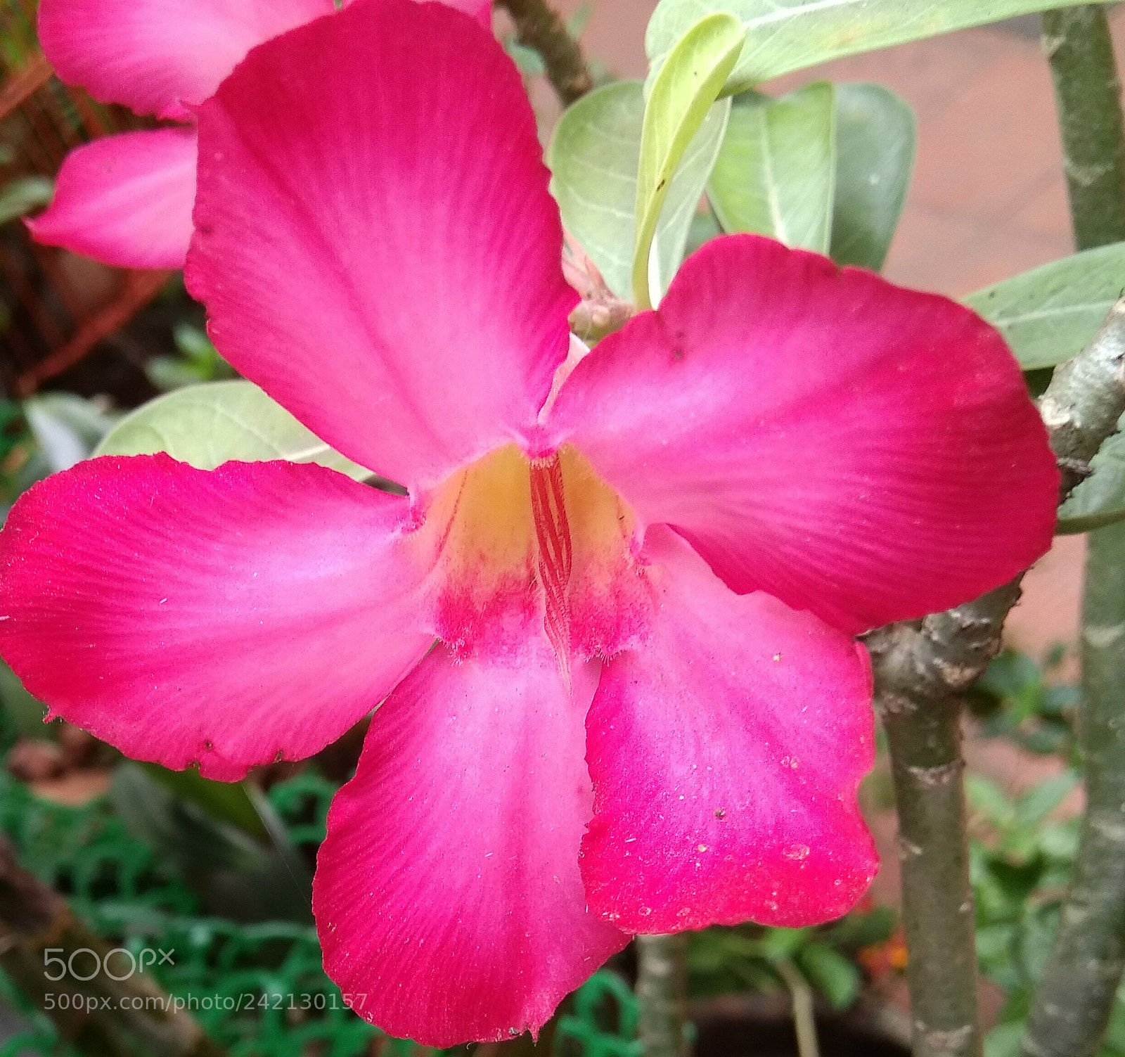 Xiaomi MI MAX sample photo. Adenium photography