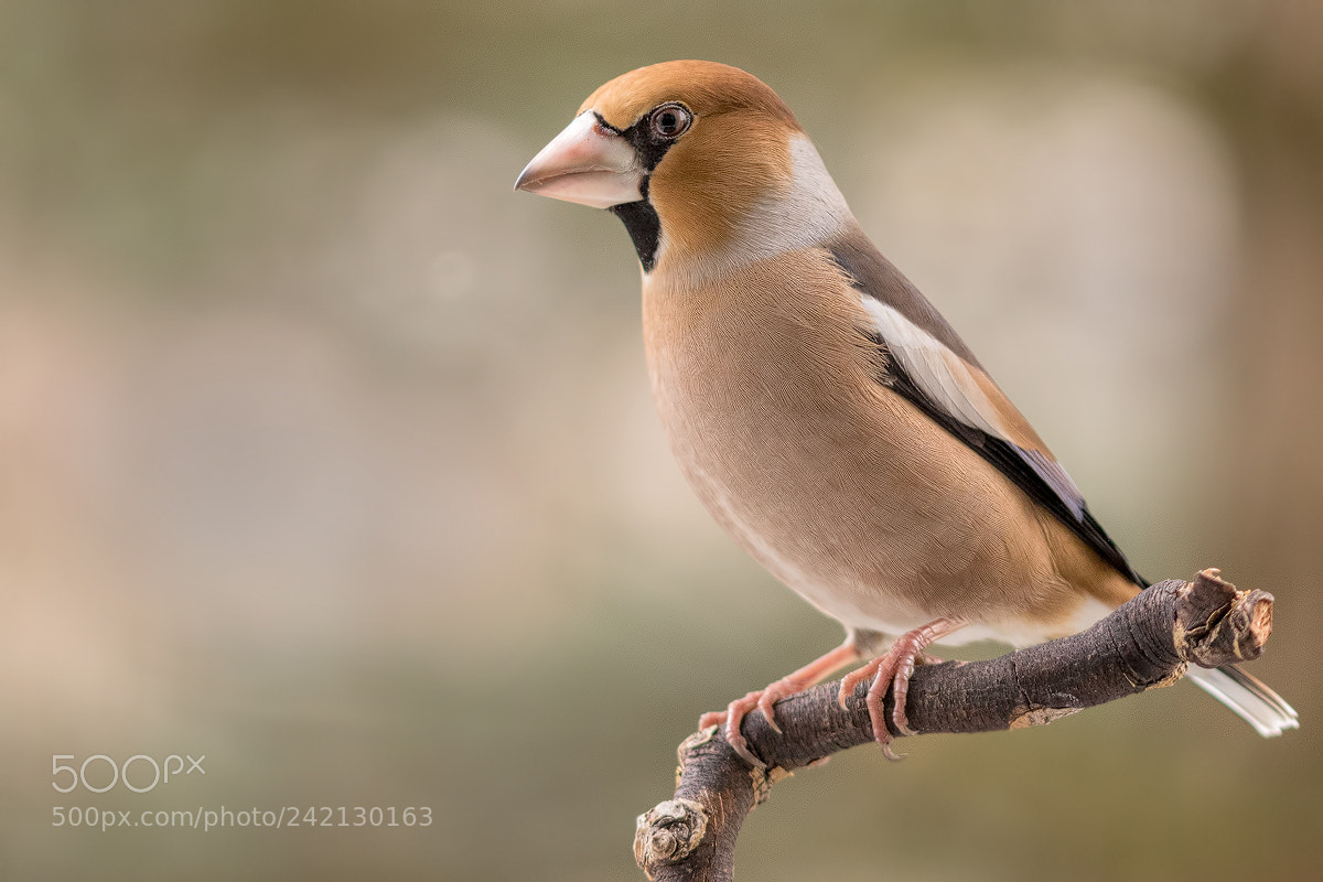Canon EOS 7D Mark II sample photo. Kernbeißer (coccothraustes coccothraustes) photography