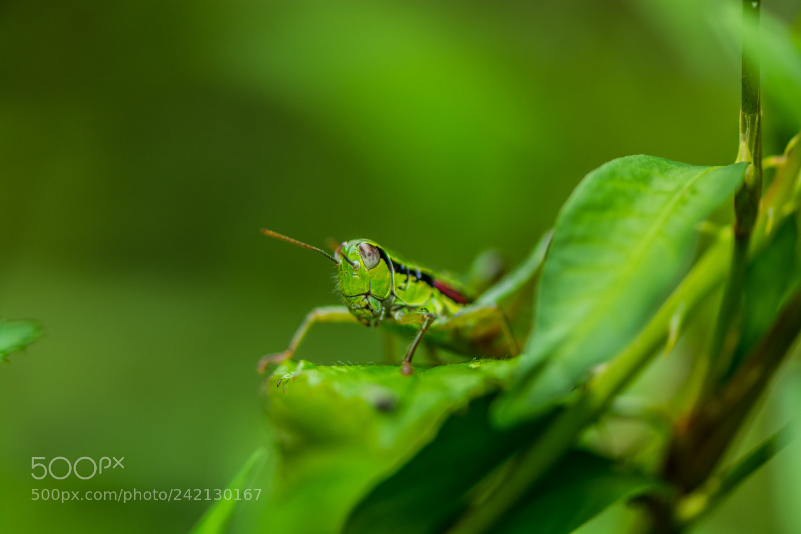 Nikon D7100 sample photo. Grasshopper photography