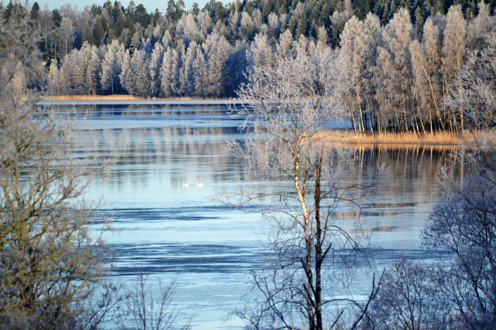 Nikon D3100 + Sigma 70-300mm F4-5.6 APO DG Macro sample photo. Like suger the frost fell photography