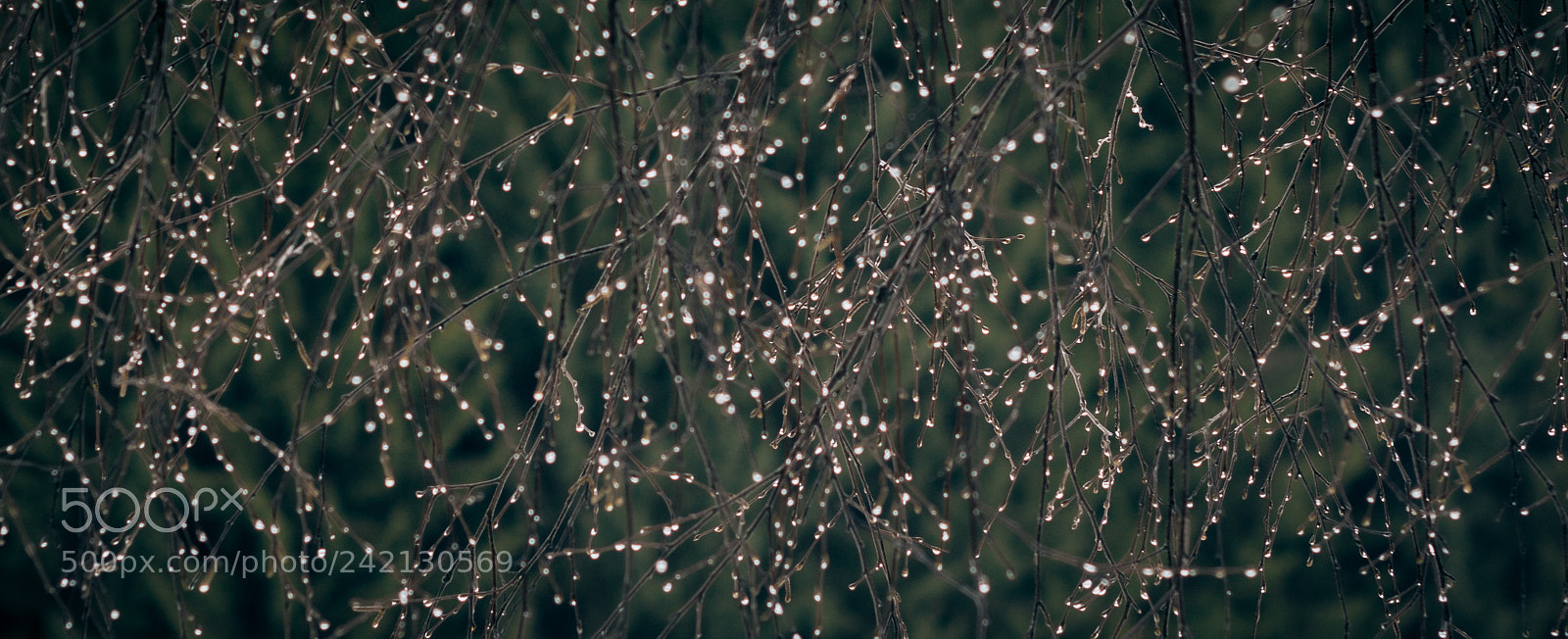 Nikon D7100 sample photo. Drops or pearls when photography