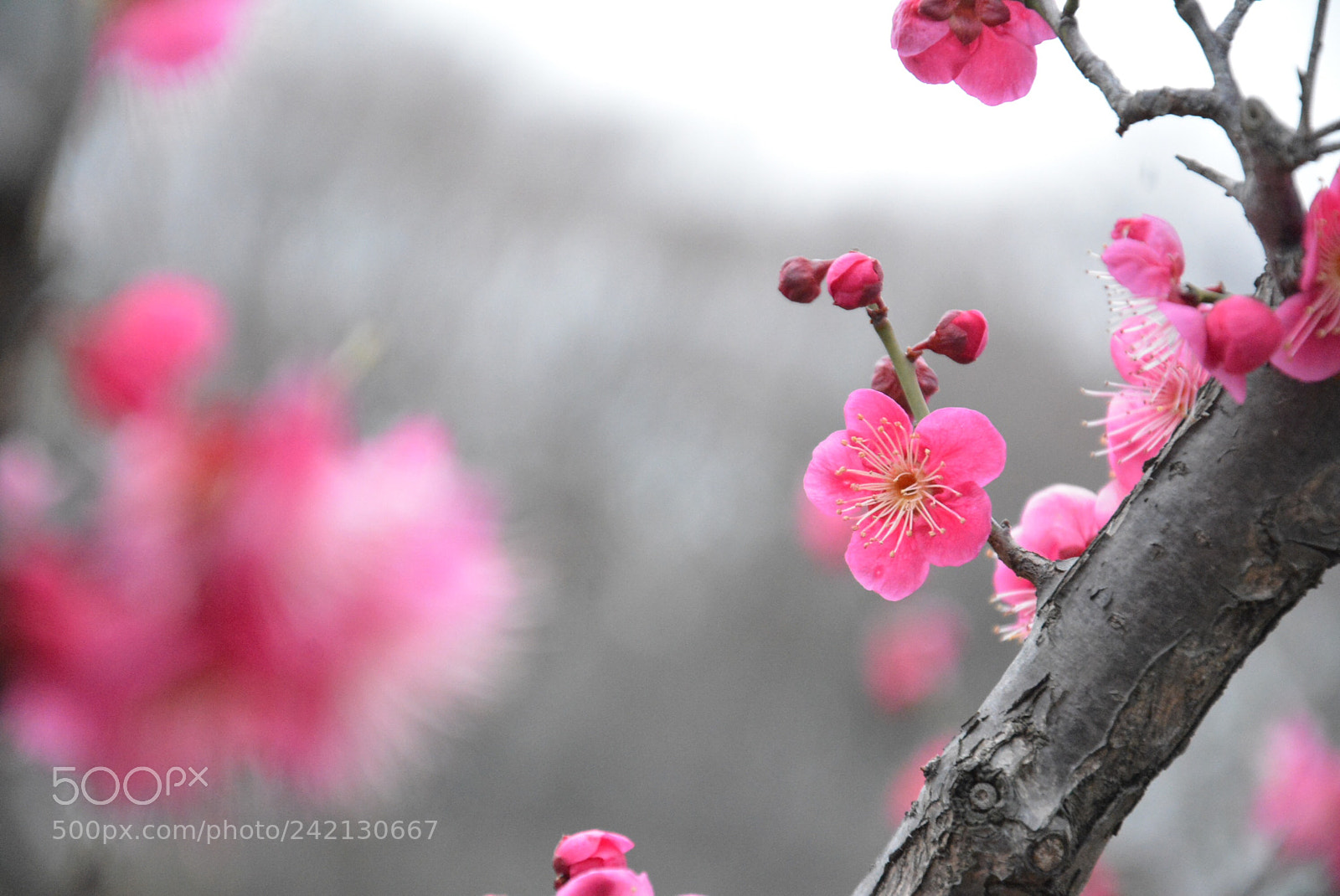 Nikon D7100 sample photo. Untitled photography