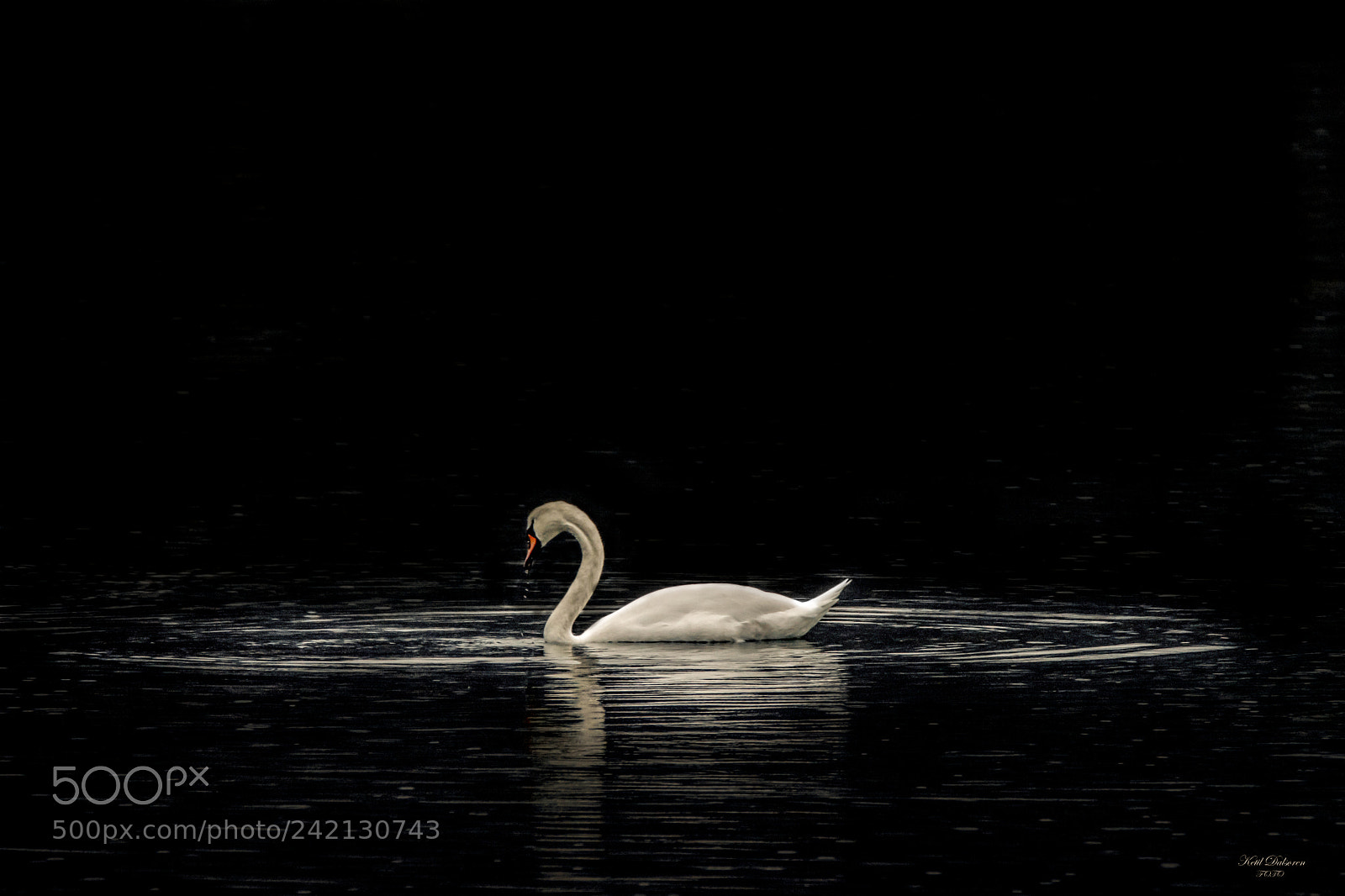 Nikon D500 sample photo. Swan photography