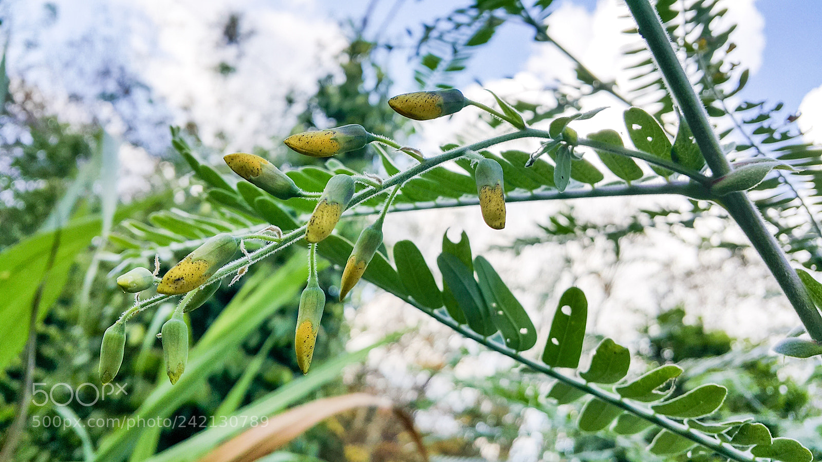 Samsung Galaxy Note5 sample photo. I n i n photography