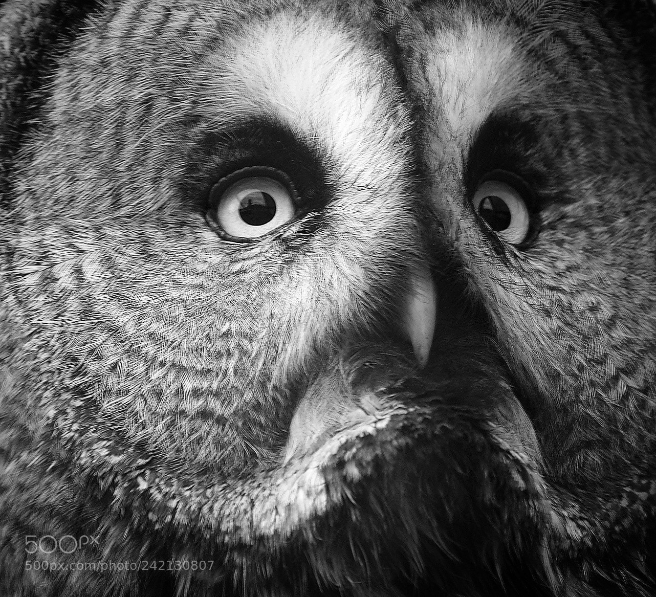 Olympus OM-D E-M1 sample photo. Owl portrait photography