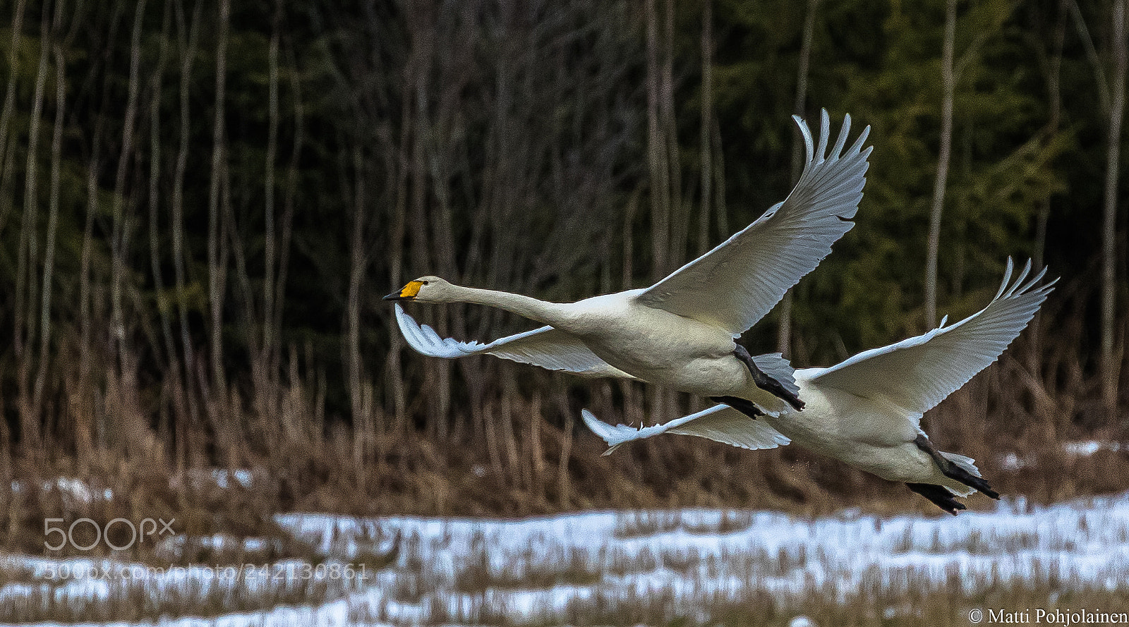 Canon EOS 7D Mark II sample photo. Tandem flight photography