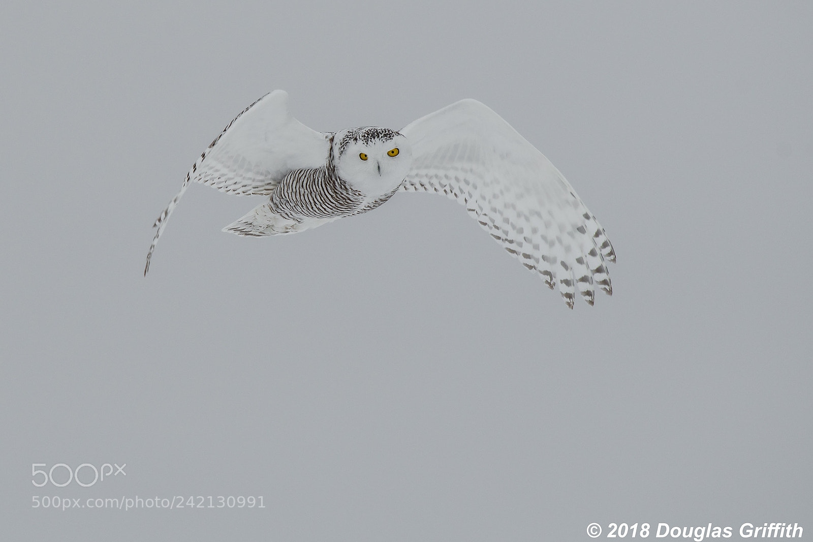 Nikon D500 sample photo. Hovering female snowy owl photography