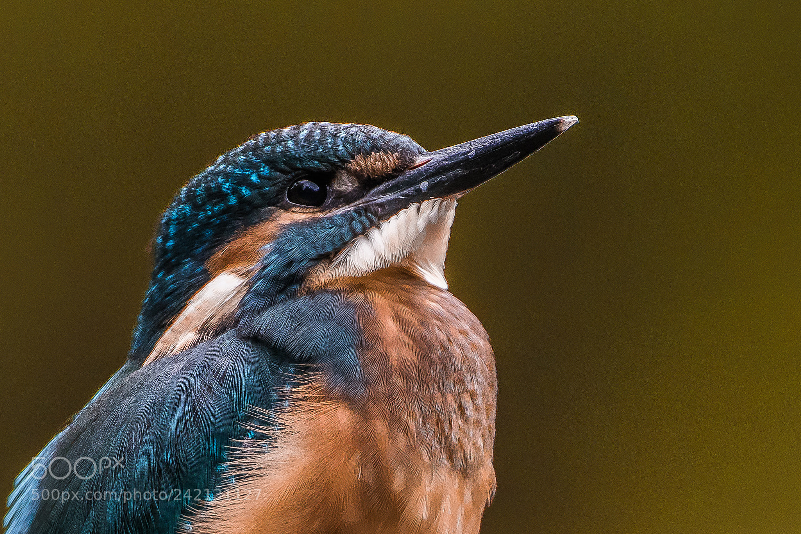 Nikon D500 sample photo. Juvenile kingfisher / eisvogel baby photography