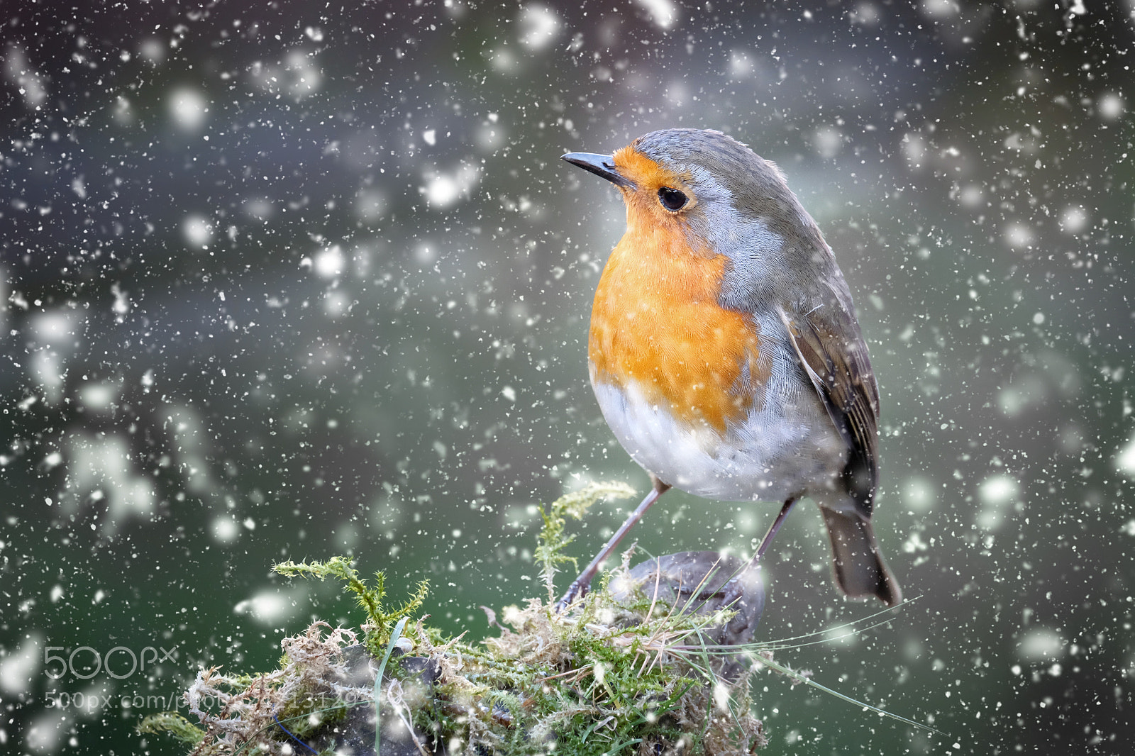 Fujifilm X-T1 sample photo. "a songbird in winter". photography