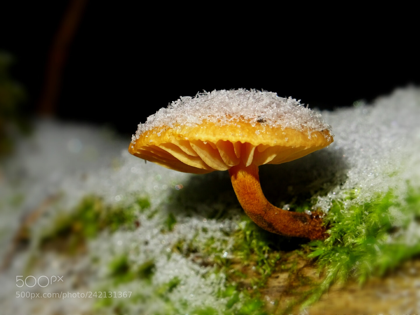 Sony DSC-HX60 sample photo. A little mushroom photography