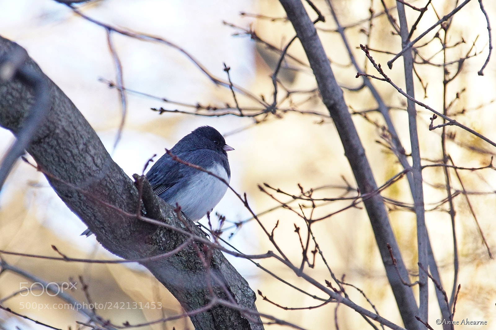 Sony ILCA-77M2 sample photo. Dark-eyed junco photography