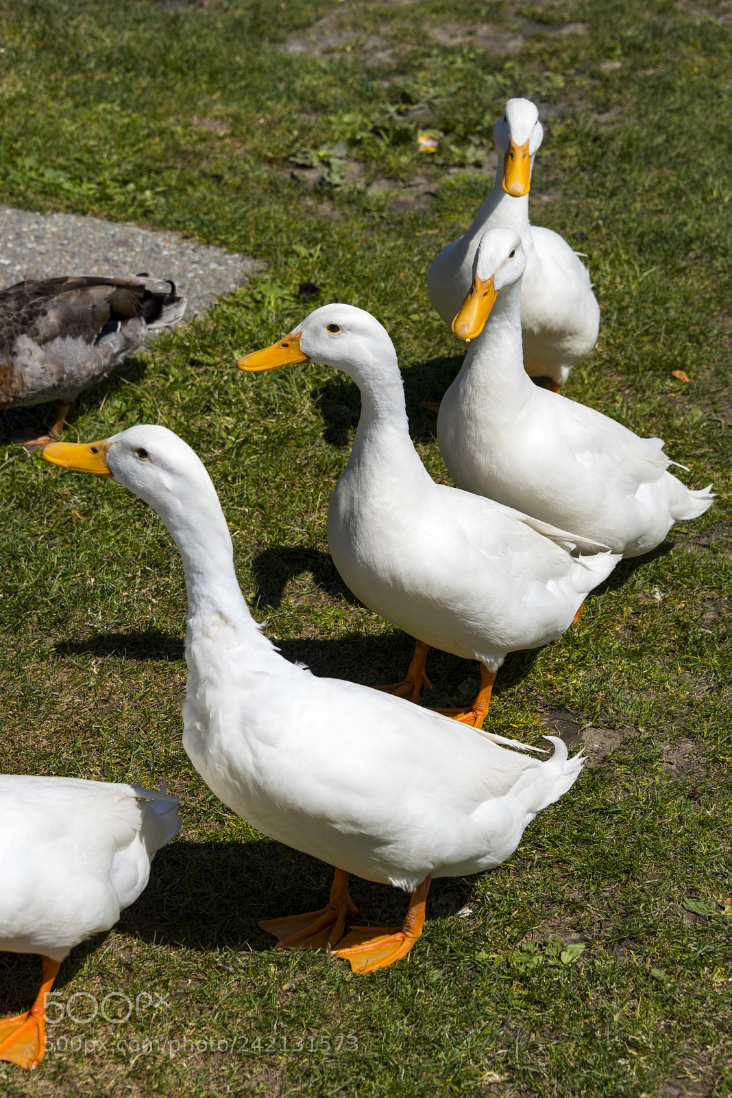 Nikon D810 sample photo. Four little ducks in photography
