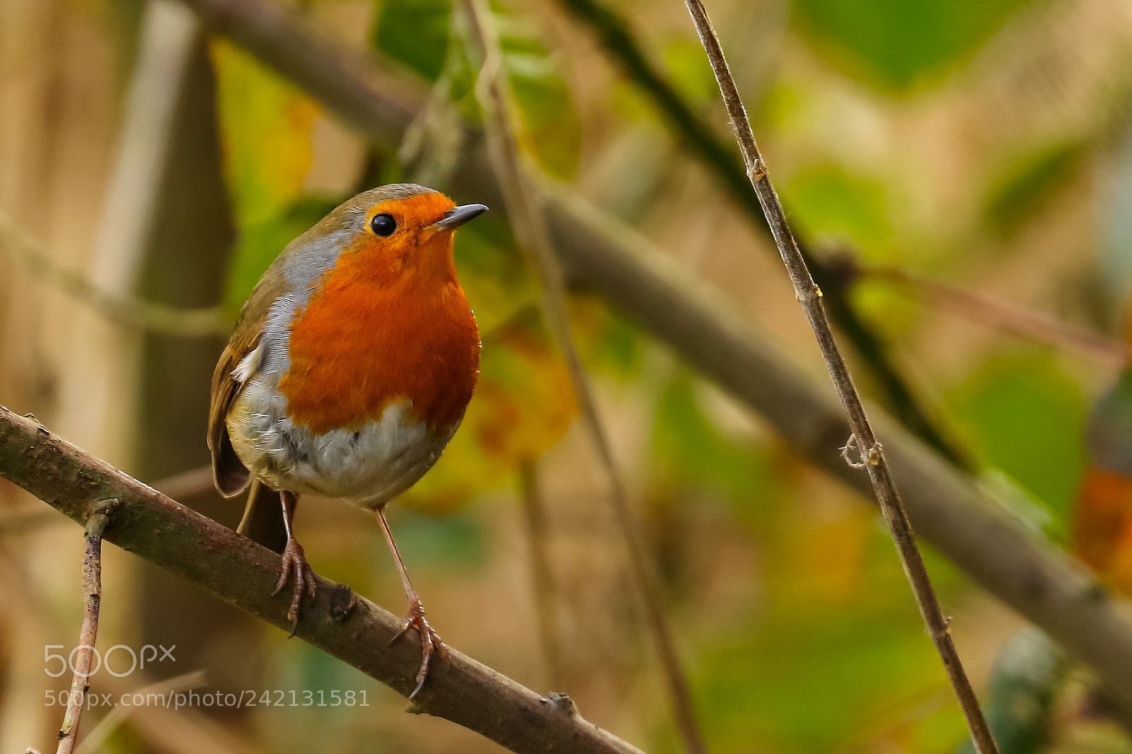 Canon EOS 7D Mark II sample photo. Robin red breast photography