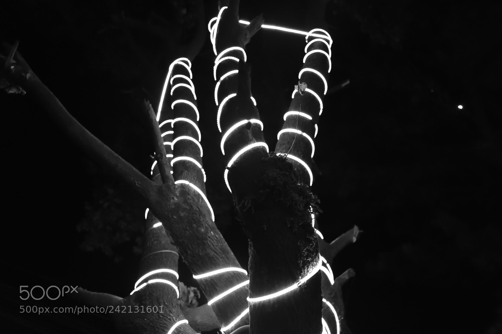 Nikon D3400 sample photo. Glowing ribbons photography