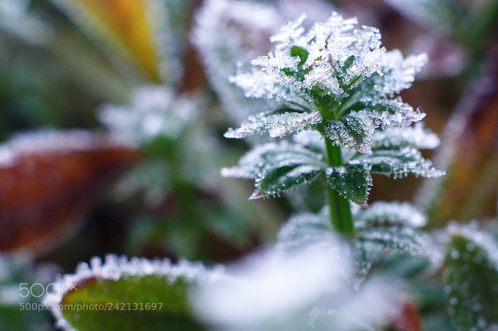 Canon EOS 60D sample photo. Frost photography