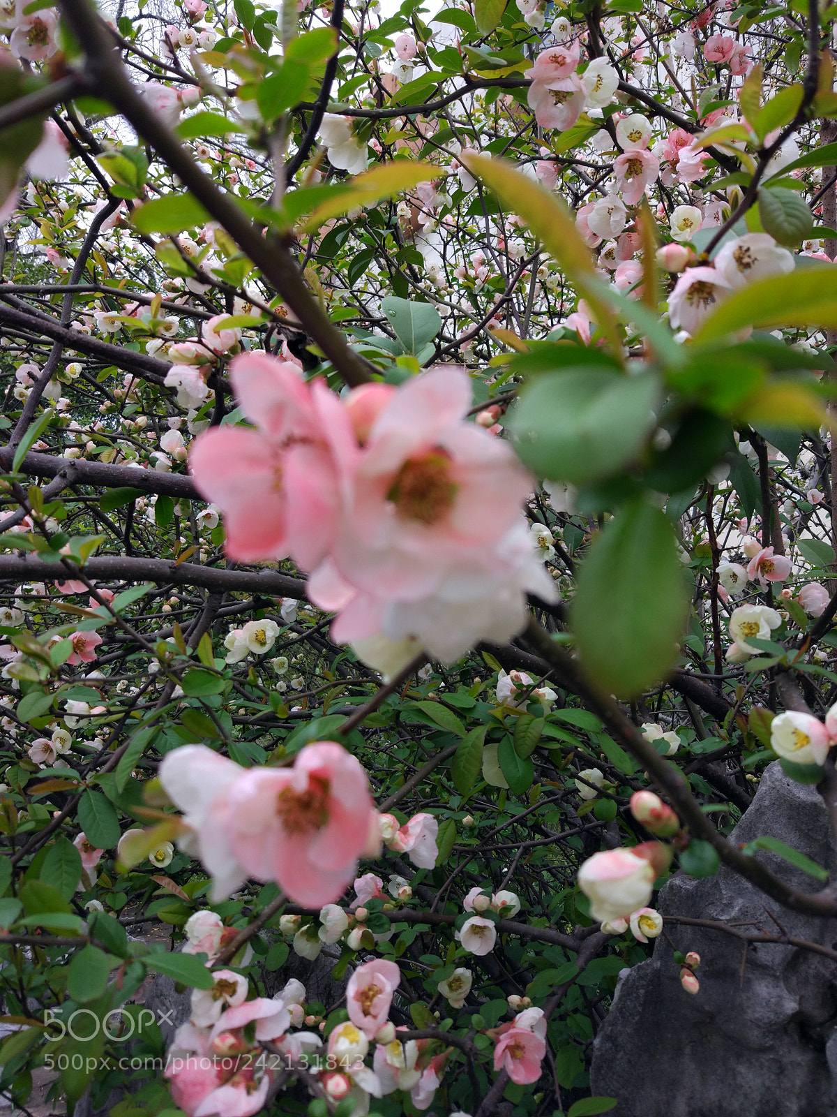 Xiaomi MI 5 sample photo. Untitled photography