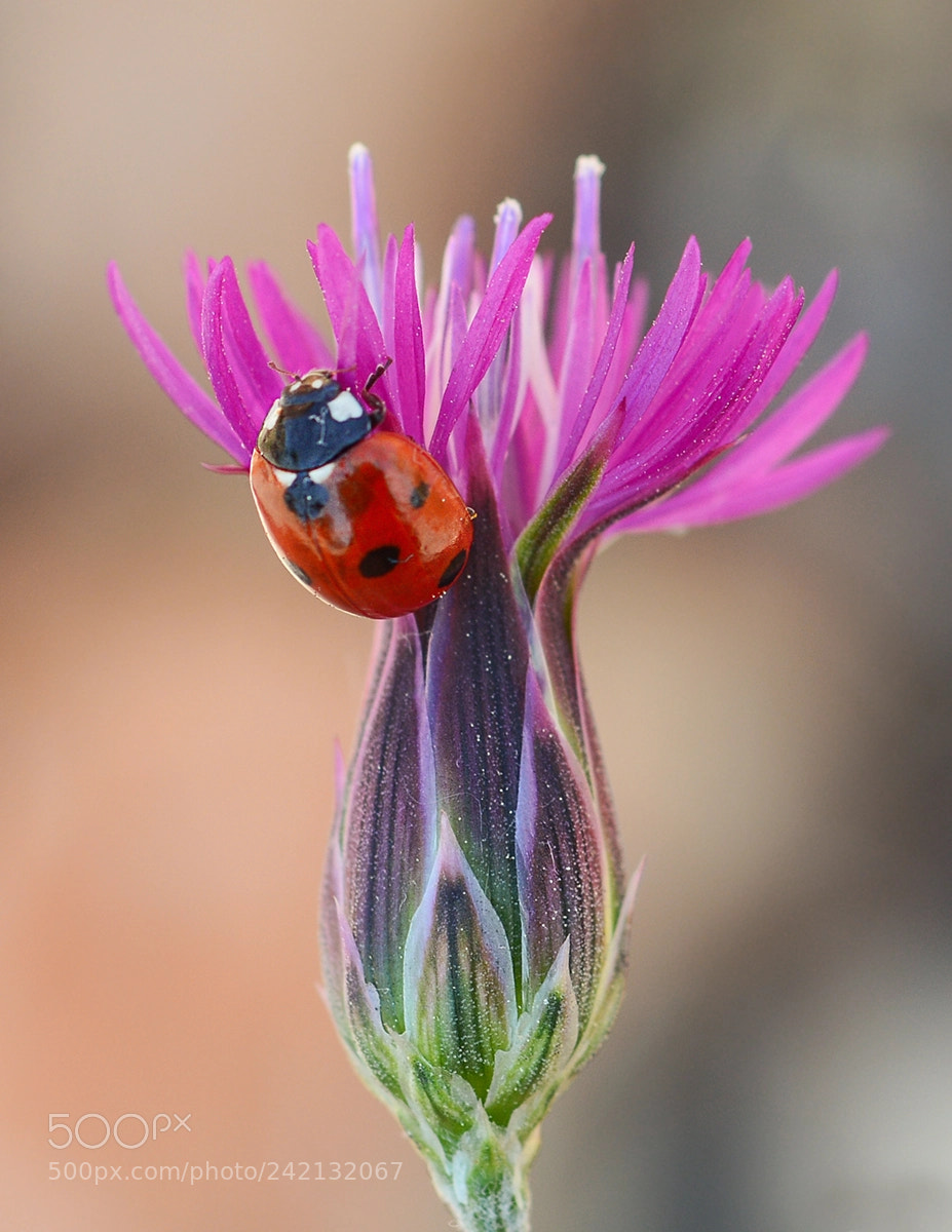 Nikon D7100 sample photo. Ladybug photography