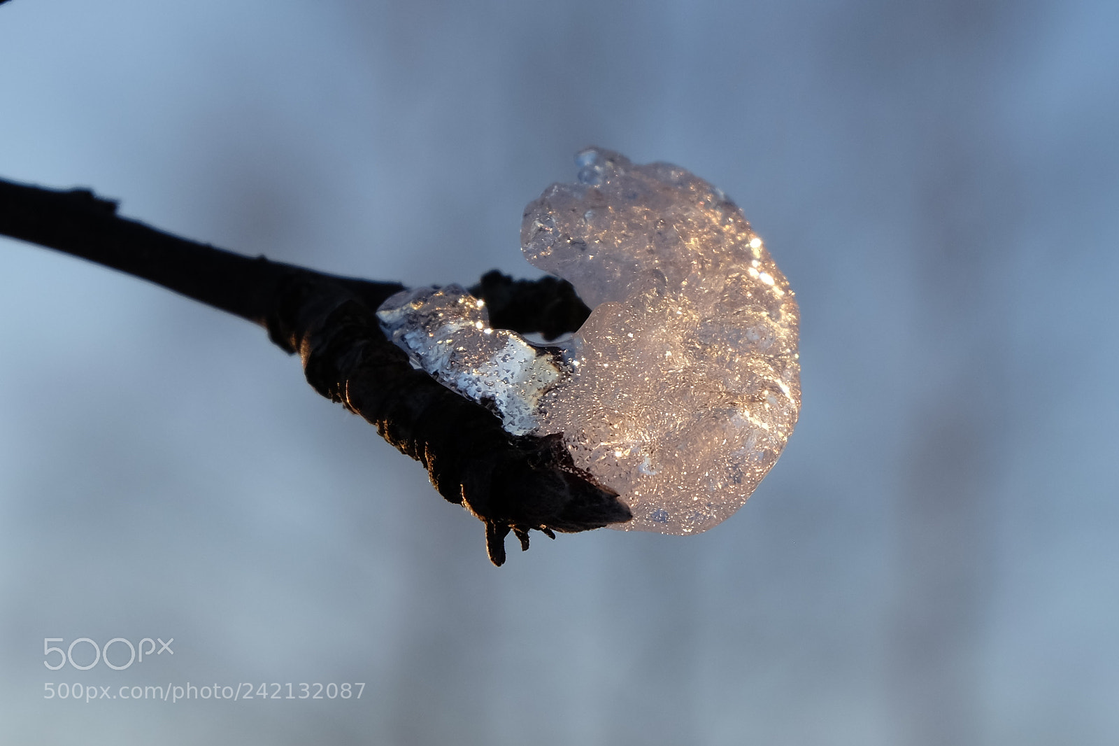 Fujifilm X-M1 sample photo. Ice on a branch photography