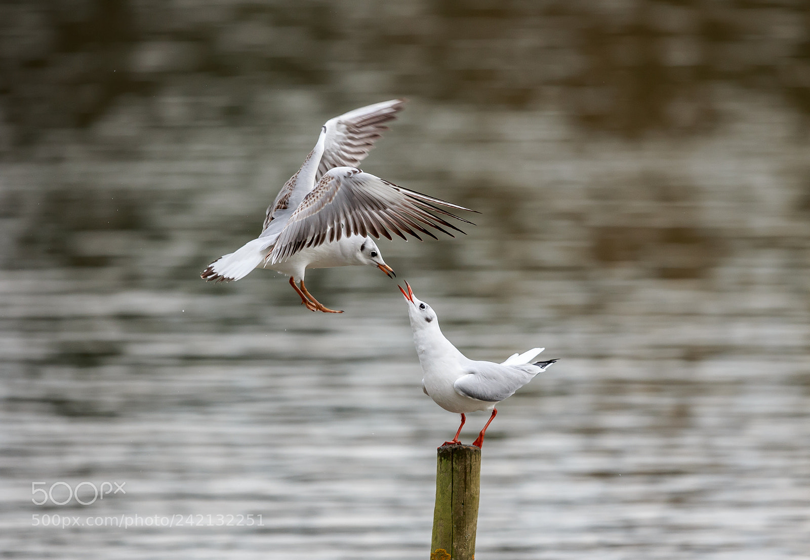 Canon EOS-1D X sample photo. Black-headed gulls meet and photography