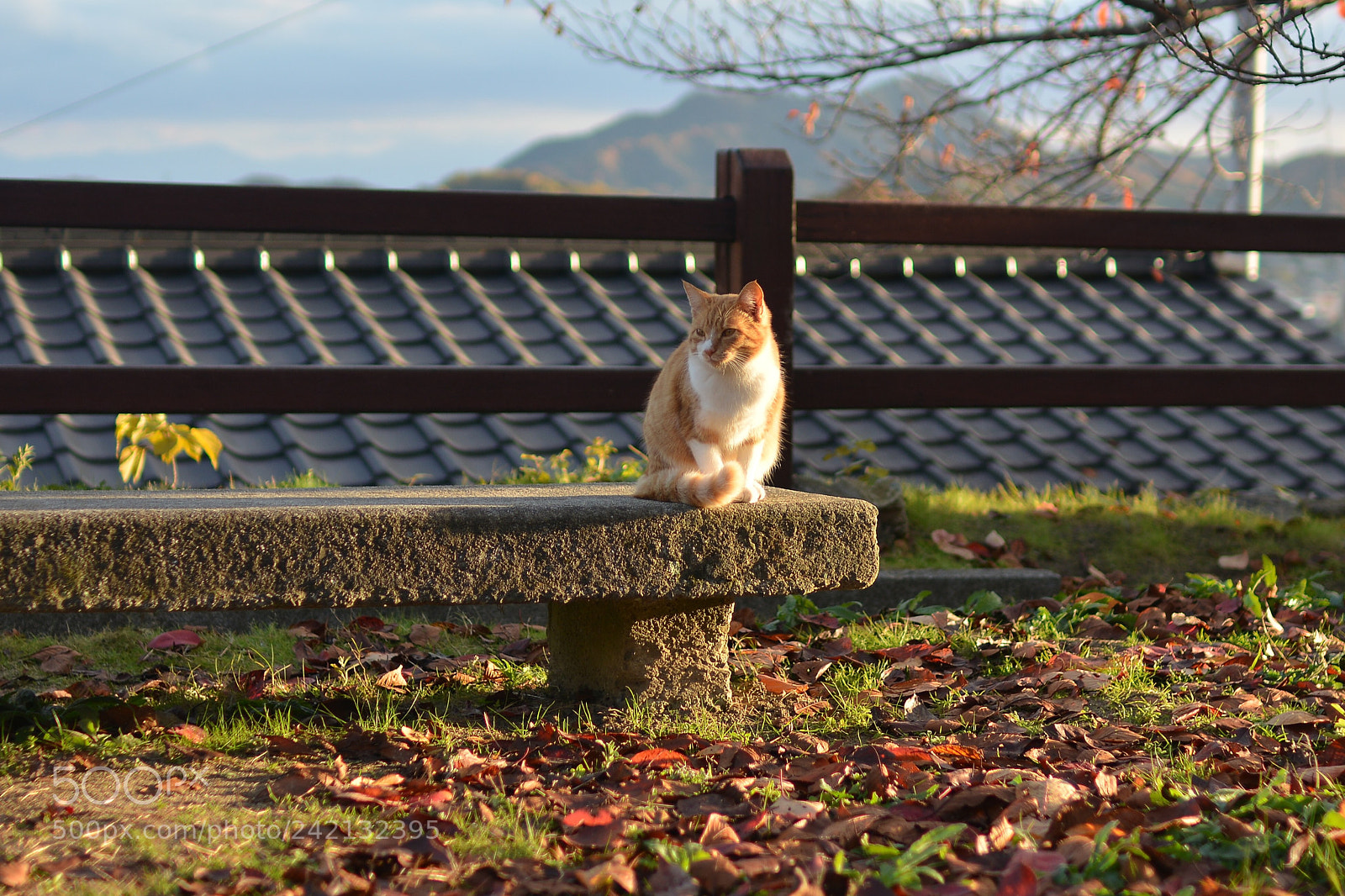 Nikon D7100 sample photo. Untitled photography