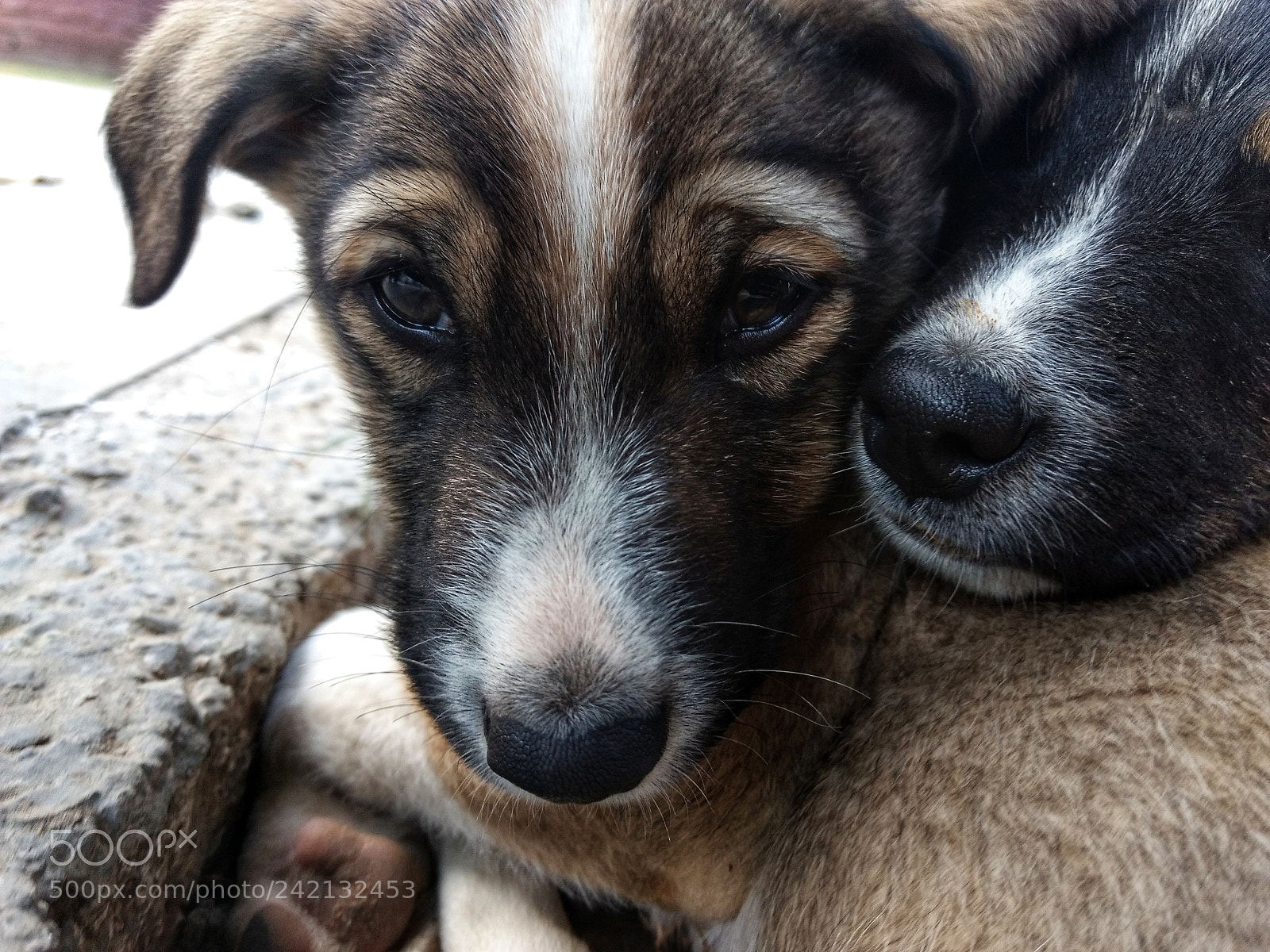 Motorola Moto G (4) sample photo. A dogs purpose photography