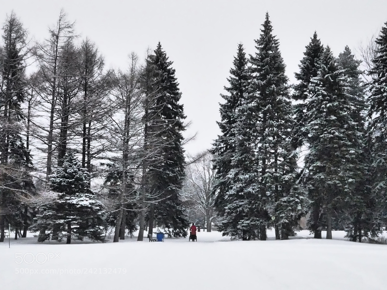 Olympus OM-D E-M5 II sample photo. Winter walk photography