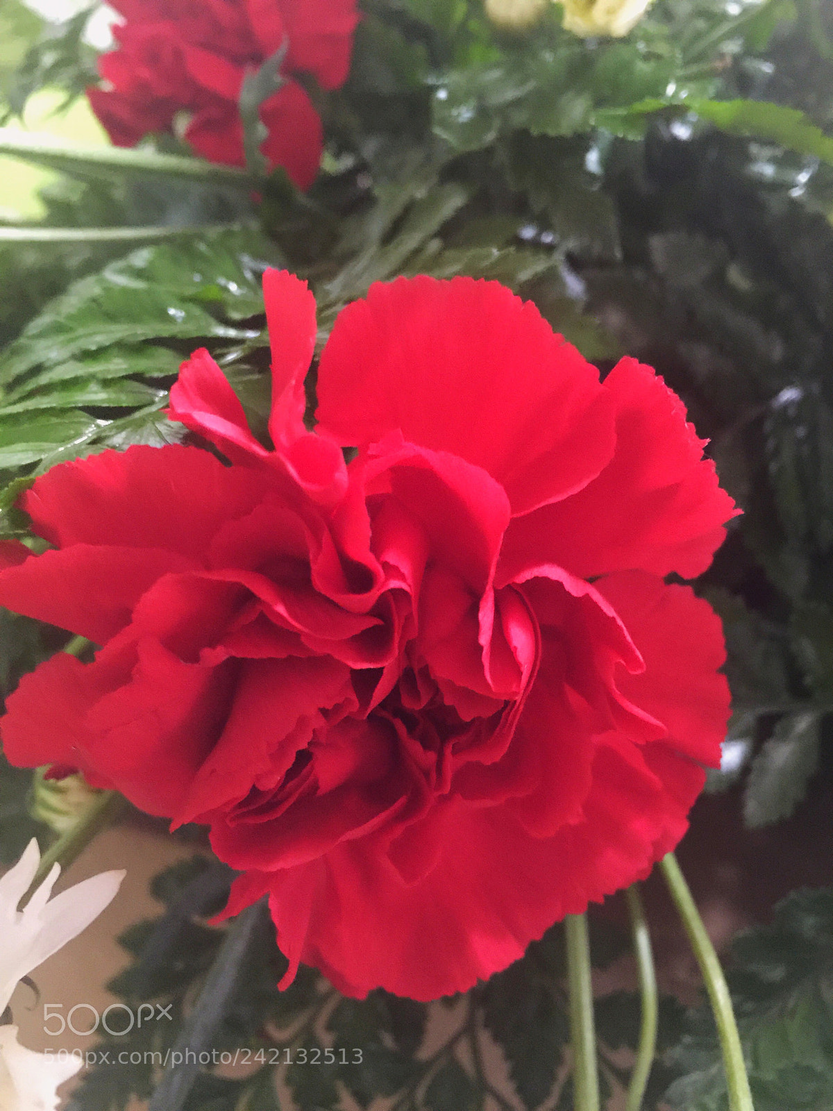 Apple iPhone 6 Plus sample photo. Today’s flower ? photography
