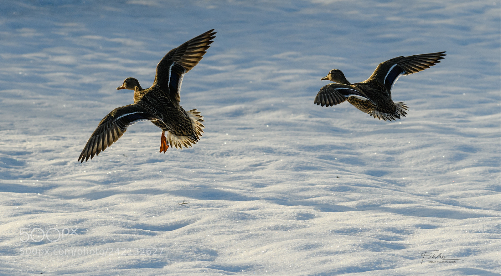 Nikon D850 sample photo. Ducks in flight photography