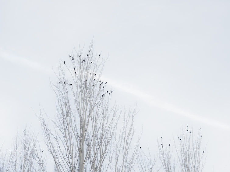 Olympus OM-D E-M1 Mark II sample photo. Black birds.. photography