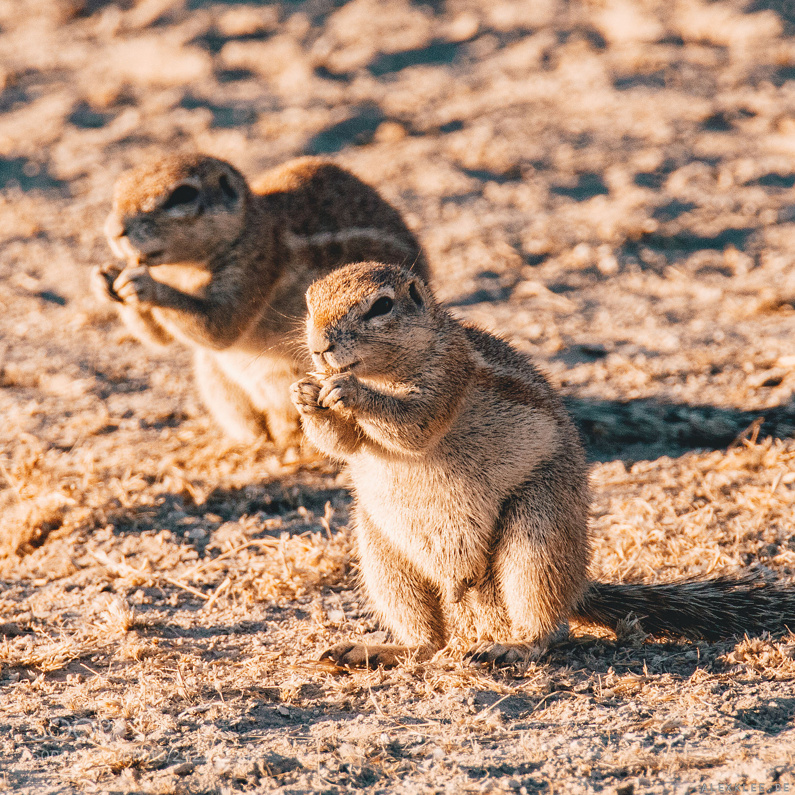 Canon EOS 7D Mark II sample photo. The mountain ground squirrel photography