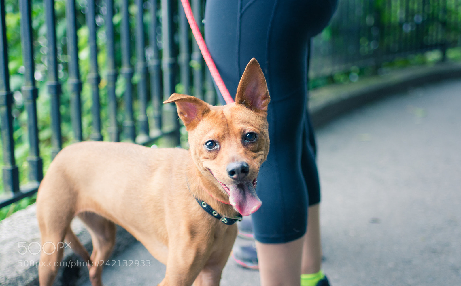 Nikon D7100 sample photo. Dog photography