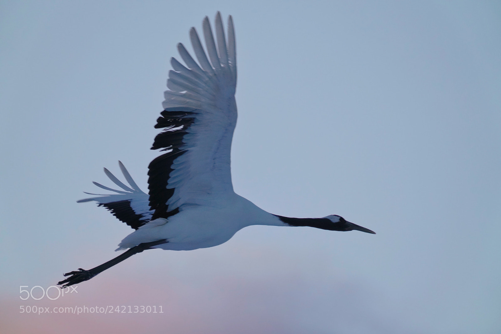 Sony a7R III sample photo. Red crowned crane photography