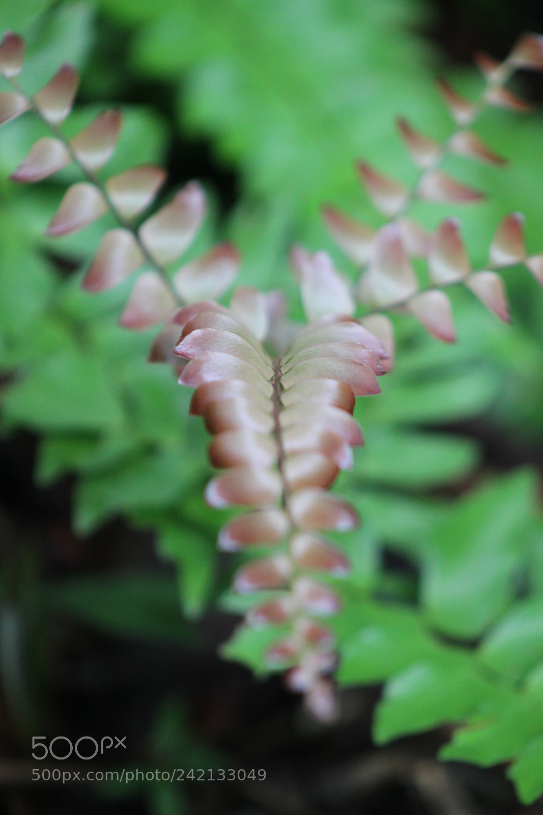 Canon EOS 1300D (EOS Rebel T6 / EOS Kiss X80) + EF75-300mm f/4-5.6 sample photo. Plantas photography