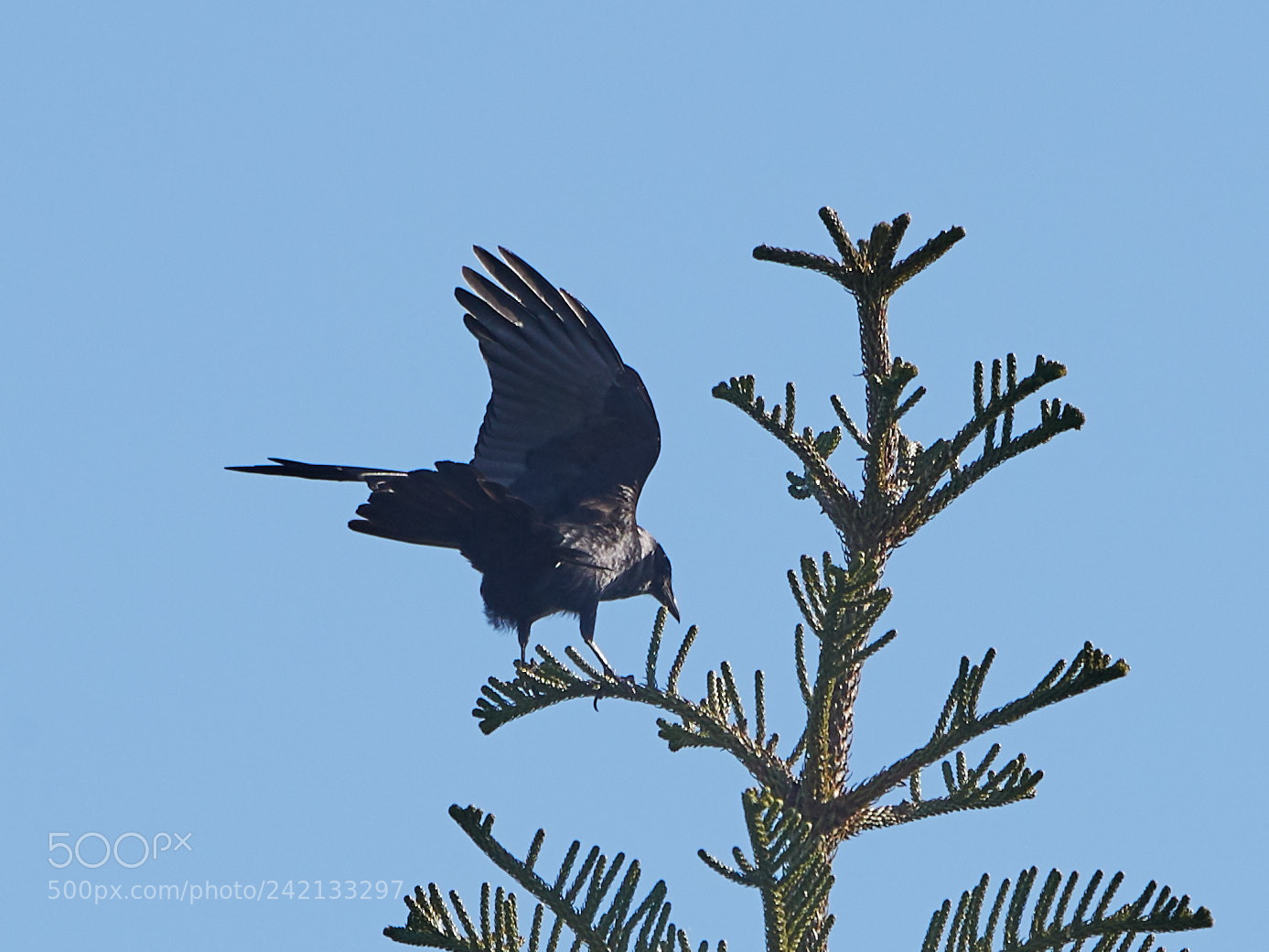 Canon EOS-1D X Mark II sample photo. 01-11-18-8824.jpg photography