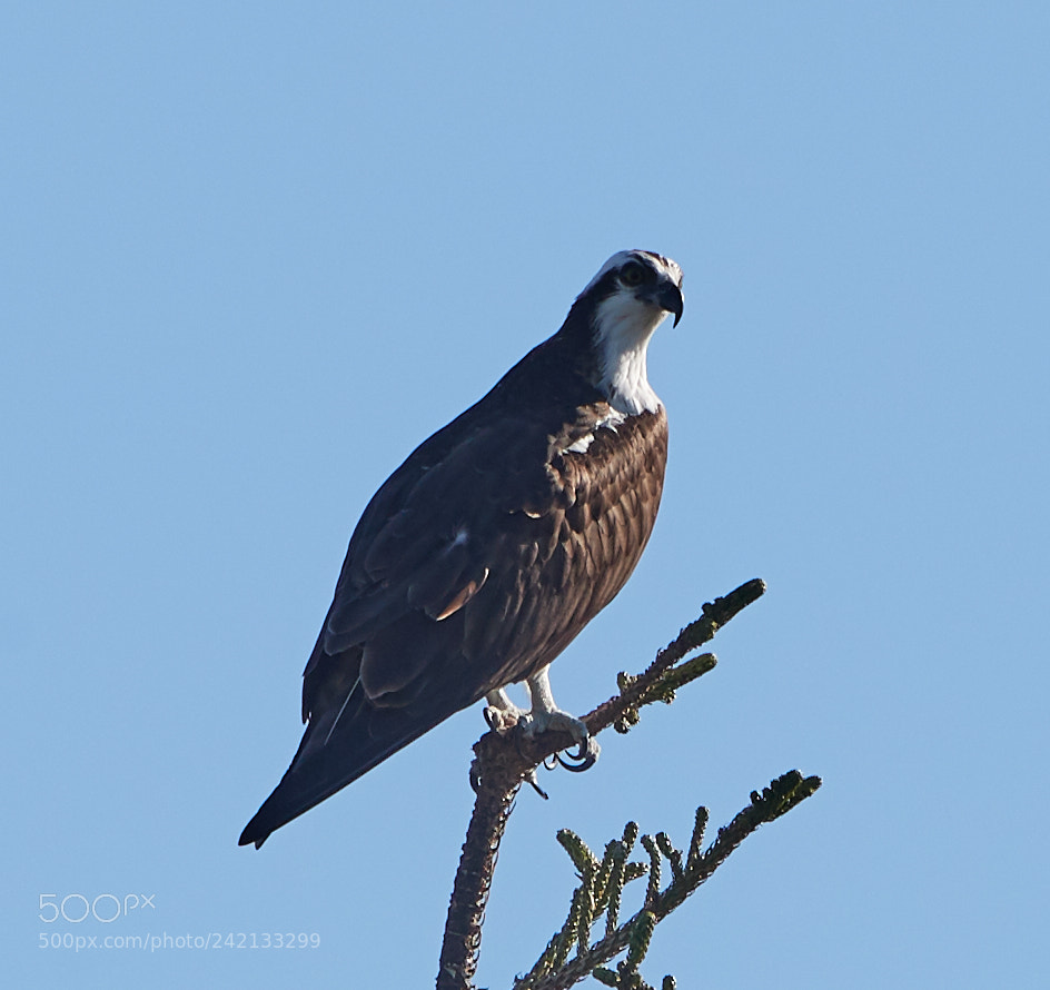 Canon EOS-1D X Mark II sample photo. 01-11-18-8822.jpg photography