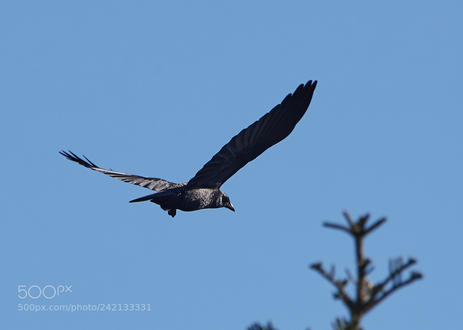 Canon EOS-1D X Mark II sample photo. 01-11-18-8825.jpg photography