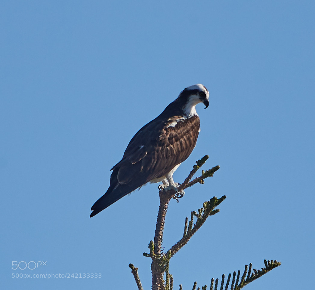 Canon EOS-1D X Mark II sample photo. 01-11-18-8828.jpg photography