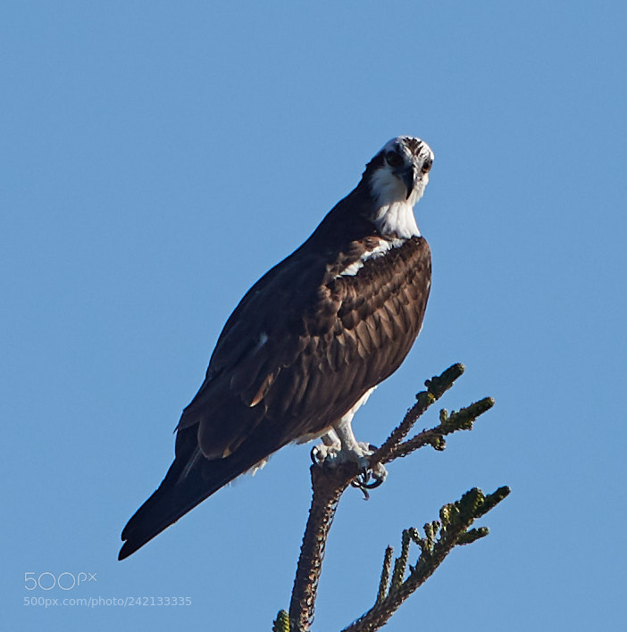 Canon EOS-1D X Mark II sample photo. 01-11-18-8835.jpg photography