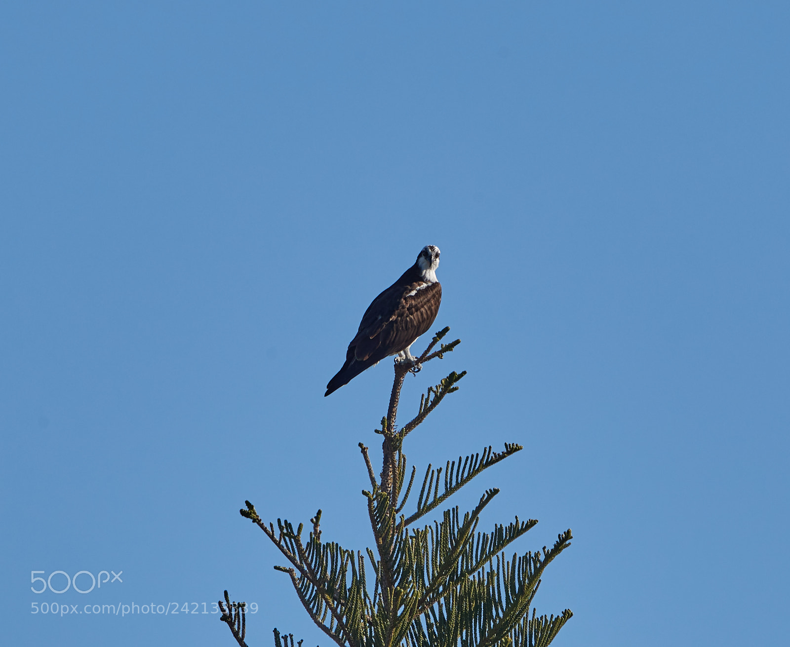 Canon EOS-1D X Mark II sample photo. 01-11-18-8836.jpg photography