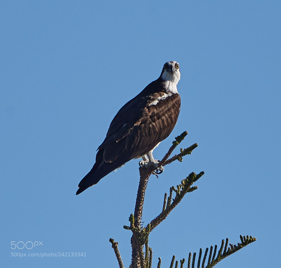 Canon EOS-1D X Mark II sample photo. 01-11-18-8838.jpg photography