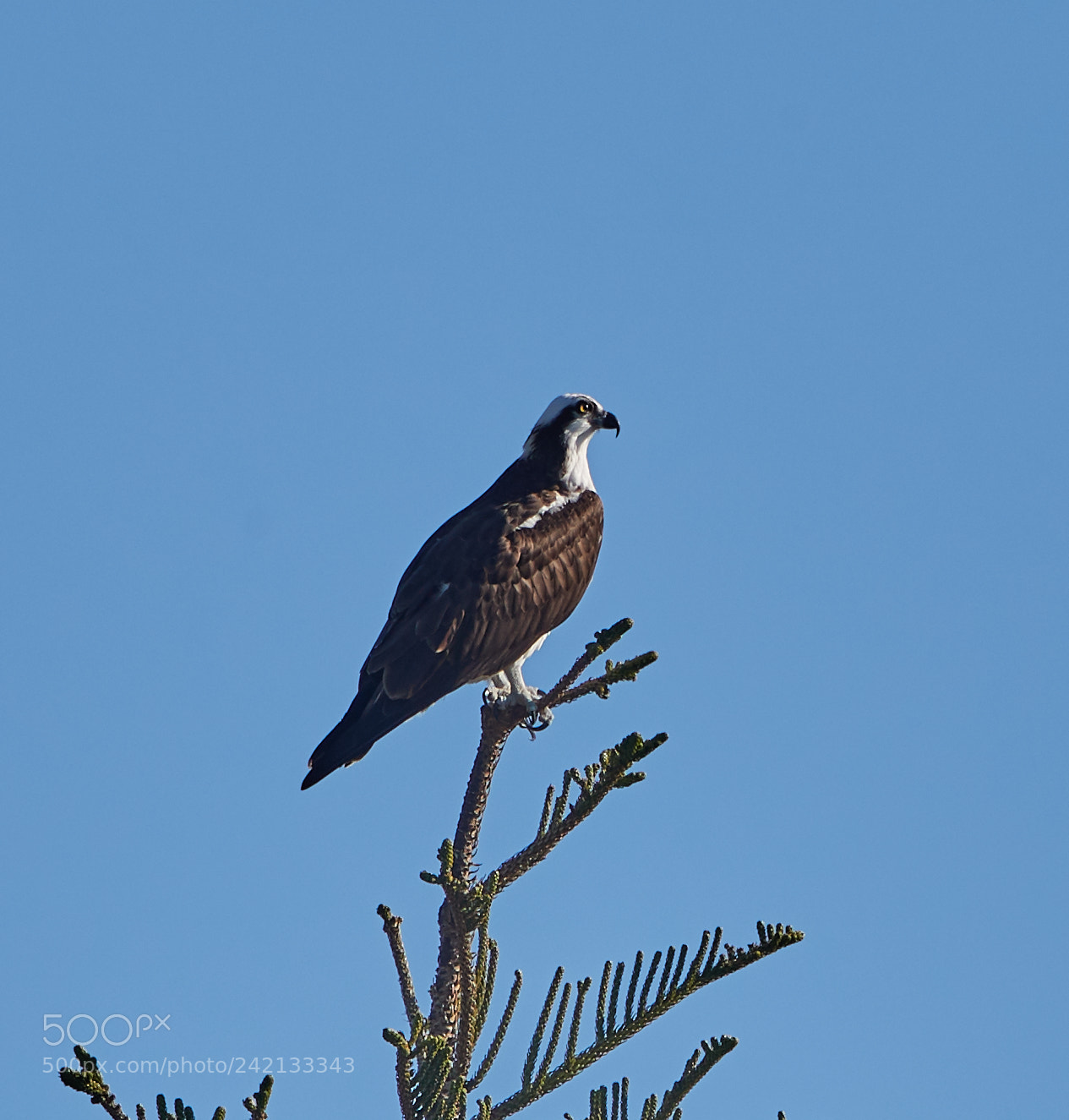 Canon EOS-1D X Mark II sample photo. 01-11-18-8842.jpg photography