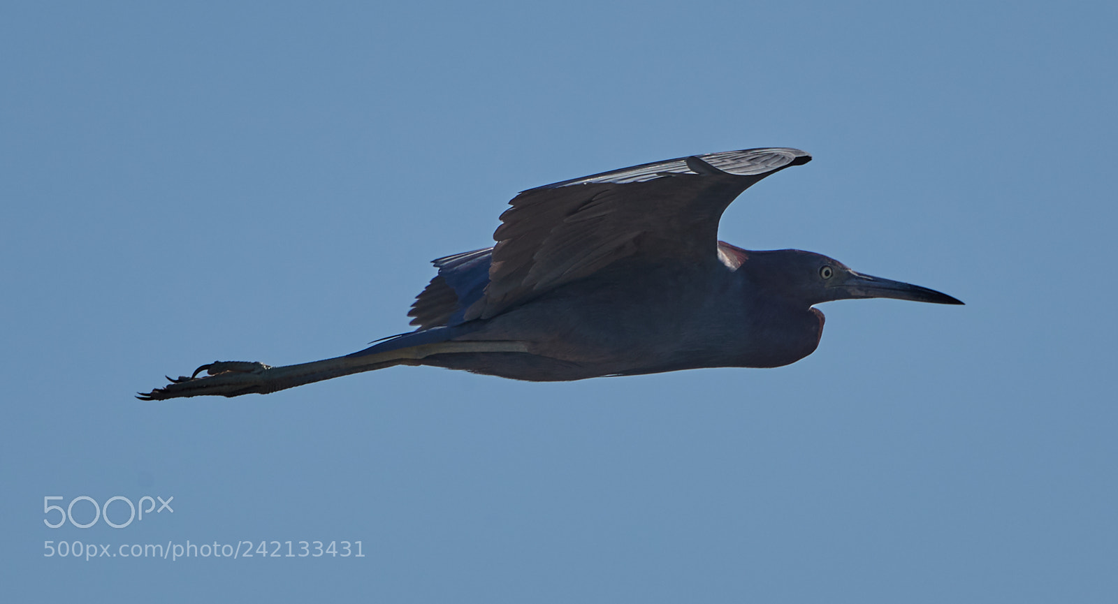 Canon EOS-1D X Mark II sample photo. 01-11-18-8851 1.jpg photography