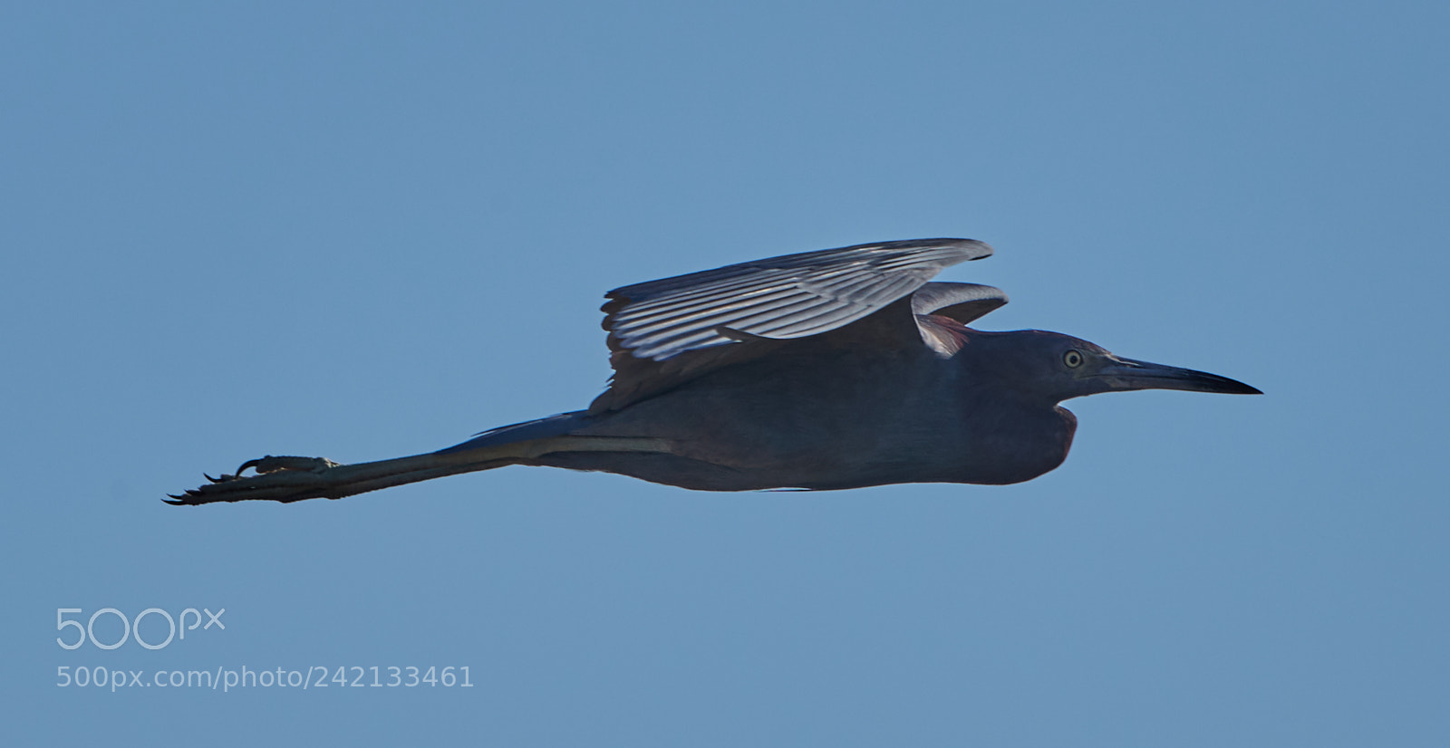 Canon EOS-1D X Mark II sample photo. 01-11-18-8852 1.jpg photography