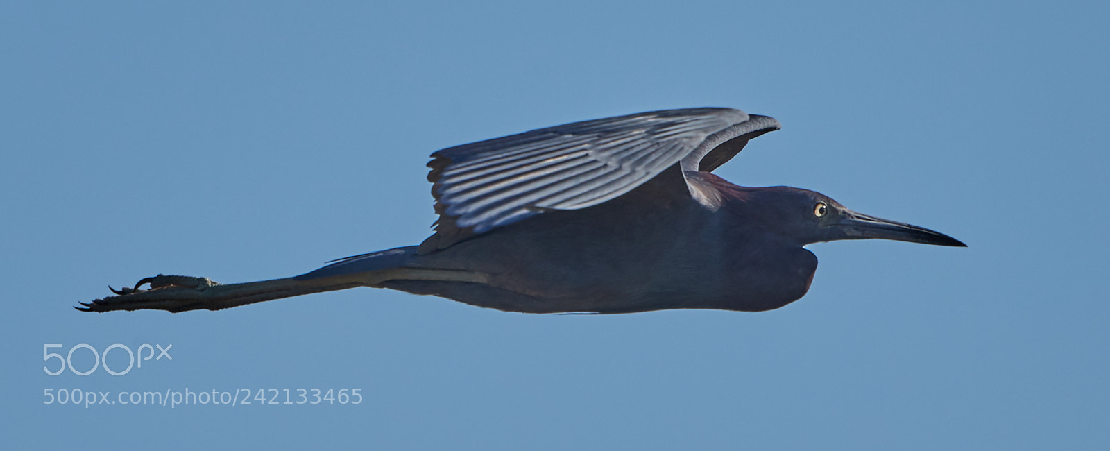 Canon EOS-1D X Mark II sample photo. 01-11-18-8853.jpg photography