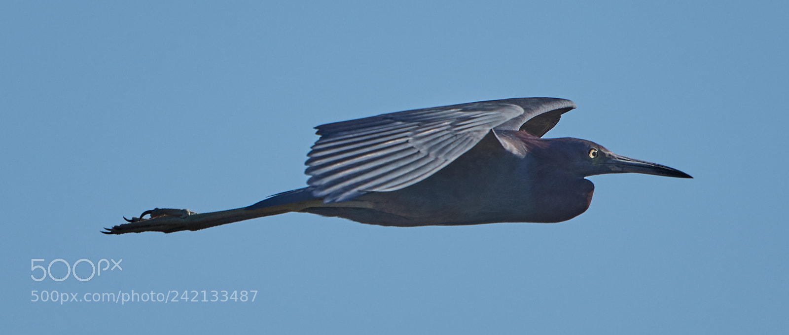 Canon EOS-1D X Mark II sample photo. 01-11-18-8854.jpg photography