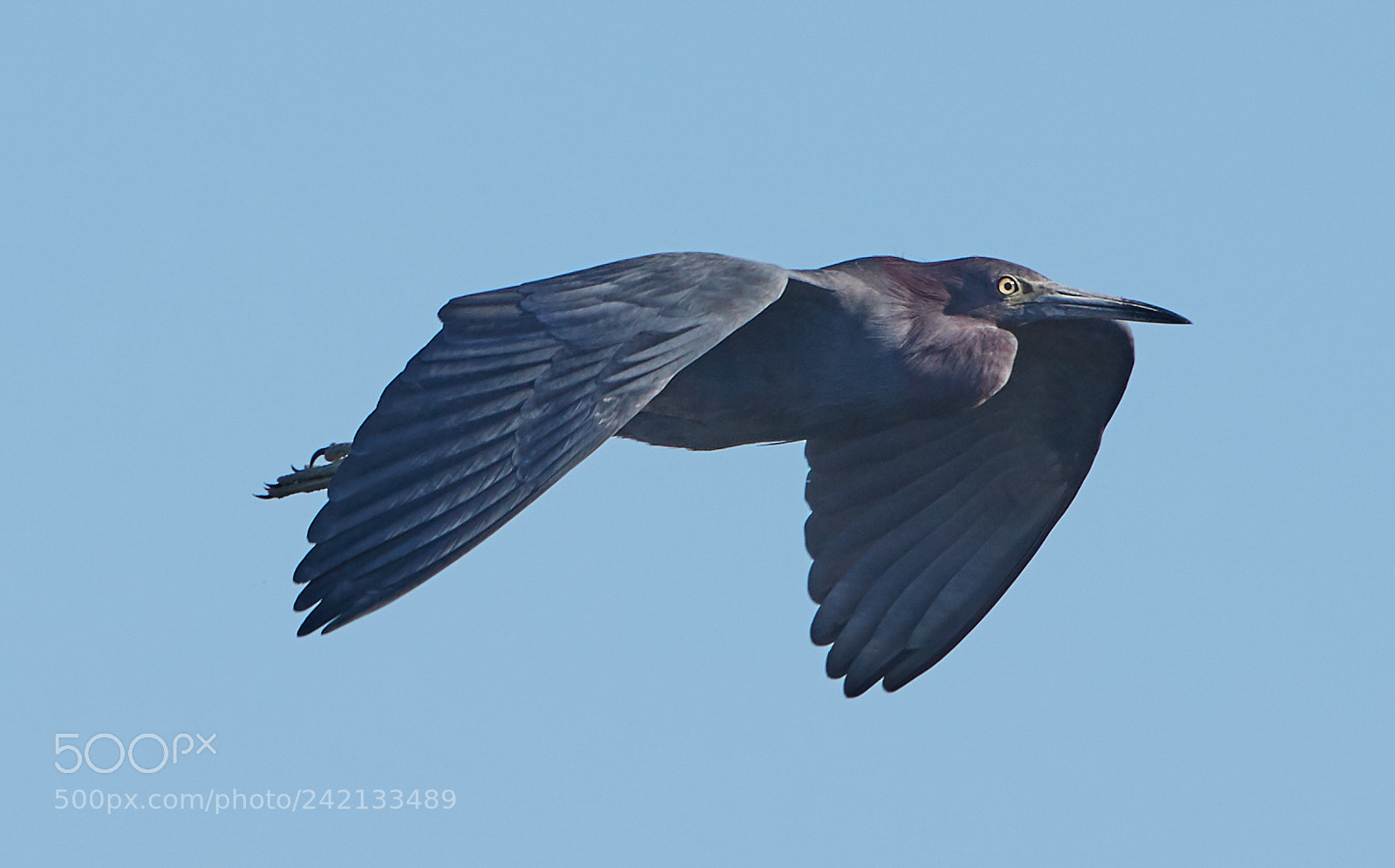 Canon EOS-1D X Mark II sample photo. 01-11-18-8855.jpg photography
