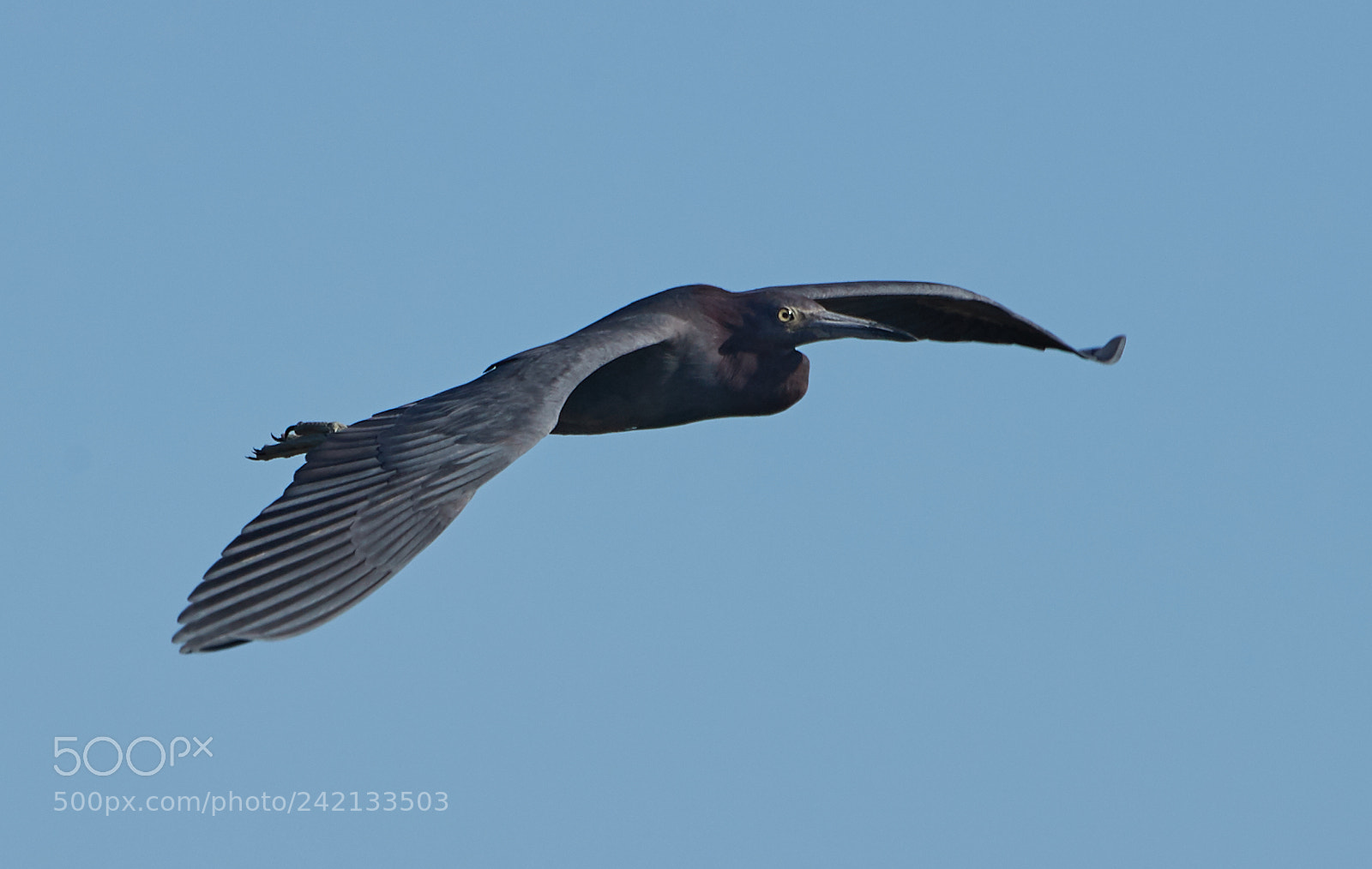 Canon EOS-1D X Mark II sample photo. 01-11-18-8857.jpg photography